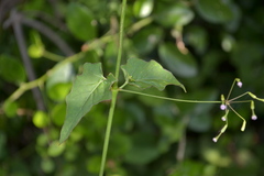 Boerhavia chinensis